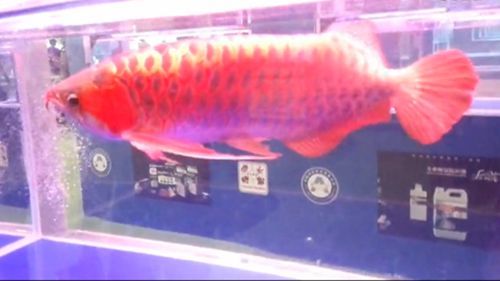 广州水族展2023年已经结束了吗（2023年广州渔博会参展商深度访谈） 观赏龟/鳖饲料 第3张