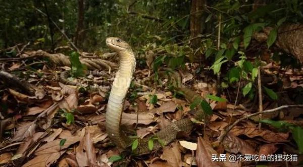 文章图片5