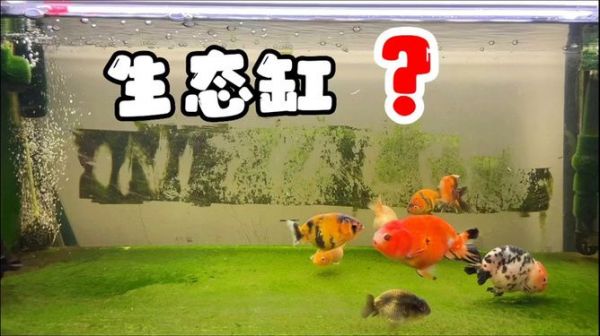 纯生态鱼缸系统的原理：生态鱼缸的设计理念 鱼缸 第2张