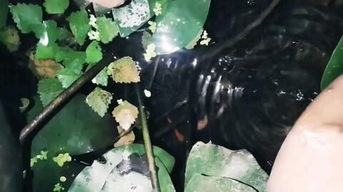 纯生态鱼缸系统的原理：生态鱼缸的设计理念 鱼缸 第3张