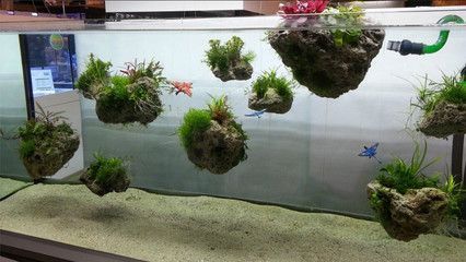超小型鱼缸造景设计需要考虑到空间限制和生态平衡的因素：超小型鱼缸的造景设计 鱼缸 第3张