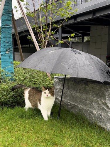 小猫小猫呼噜噜，小猫小猫软呼呼~