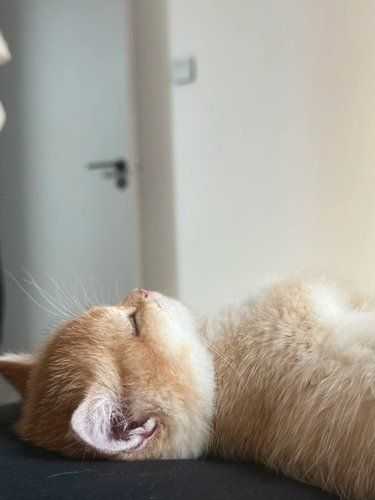 床上长猫 还占了我的床位