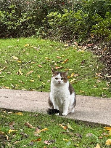 小猫闻到的阳光，一定温暖又柔软