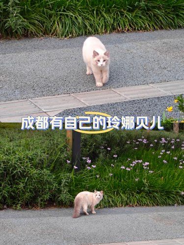 找到几张上次看到的猫中“玲娜贝儿”正面照