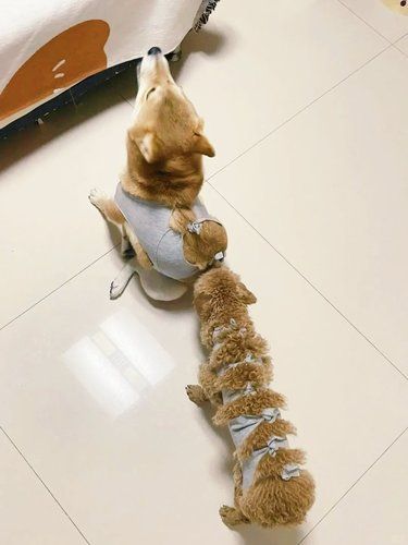 这造型放在圈也是相当炸裂啊[点赞]