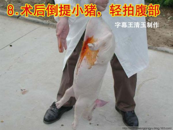 图：小母猪去势步骤照片和文字详解-非著名兽医王清玉博客转载和图片字幕制作！ - 非著名兽医王清玉 - 非著名兽医王清玉博客