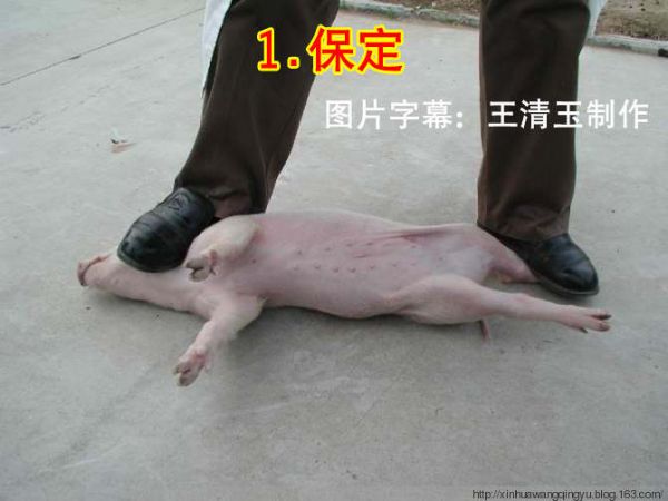 图：小母猪去势步骤照片和文字详解-非著名兽医王清玉博客转载和图片字幕制作！ - 非著名兽医王清玉 - 非著名兽医王清玉博客