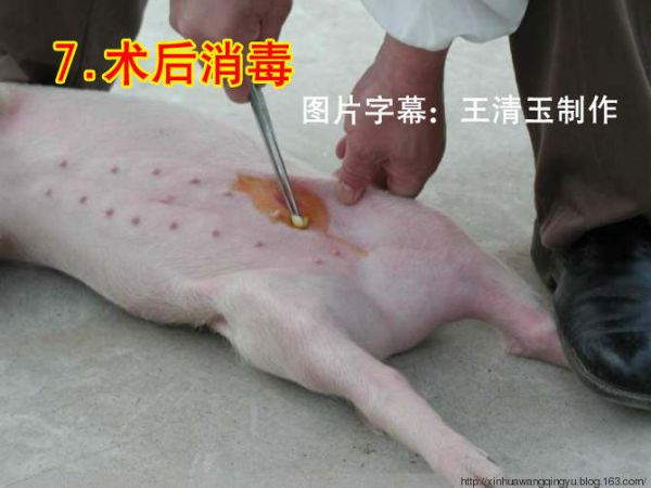 图：小母猪去势步骤照片和文字详解-非著名兽医王清玉博客转载和图片字幕制作！ - 非著名兽医王清玉 - 非著名兽医王清玉博客