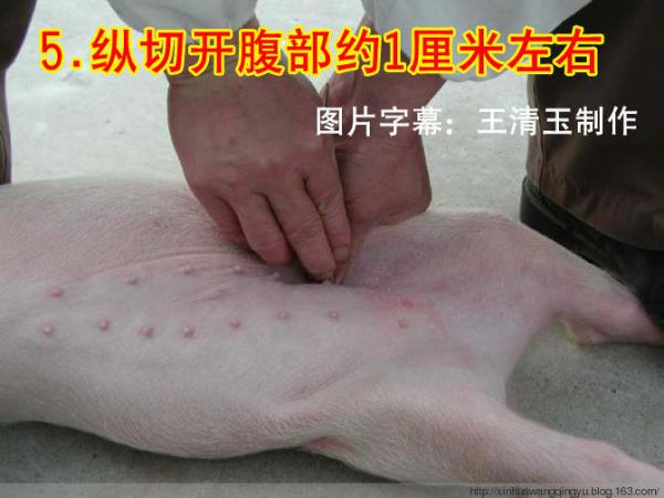 图：小母猪去势步骤照片和文字详解-非著名兽医王清玉博客转载和图片字幕制作！ - 非著名兽医王清玉 - 非著名兽医王清玉博客