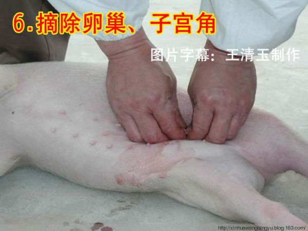 图：小母猪去势步骤照片和文字详解-非著名兽医王清玉博客转载和图片字幕制作！ - 非著名兽医王清玉 - 非著名兽医王清玉博客