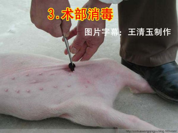 图：小母猪去势步骤照片和文字详解-非著名兽医王清玉博客转载和图片字幕制作！ - 非著名兽医王清玉 - 非著名兽医王清玉博客