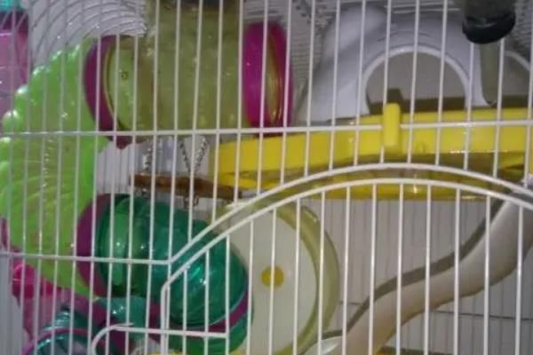 仓鼠笼的类型，可分为铁丝笼、管道笼、观景笼和爬缸等种类