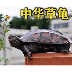 小草龟苗2-3CM情侣一对+20克龟粮