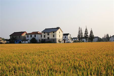 乌龟在家里摆放的注意事项