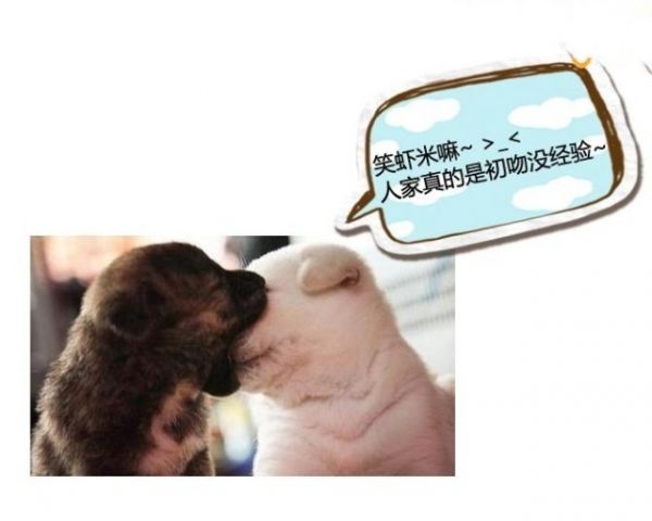 邢台周边萌宠乐园——与萌宠共享美好时光