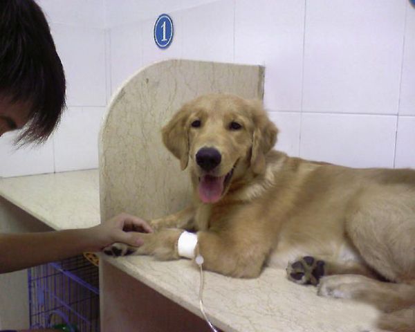 犬退烧药过敏的临床治疗