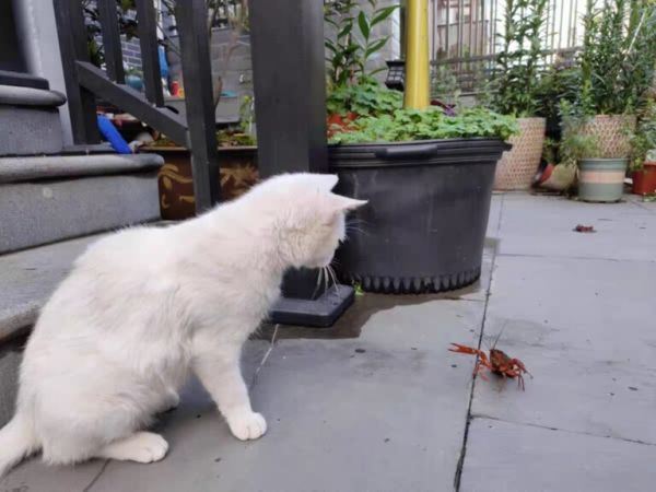 猫咪零食哪个牌子最好(猫咪吃喝用零食推荐)