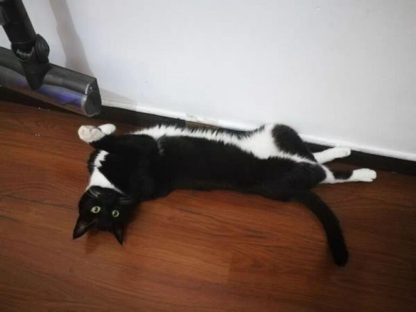 猫咪零食哪个牌子最好(猫咪吃喝用零食推荐)