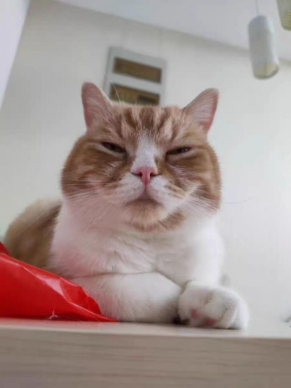 猫咪零食哪个牌子最好(猫咪吃喝用零食推荐)