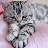 小太阳