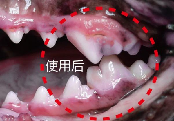 时尚先锋-宠物口腔保健的重要