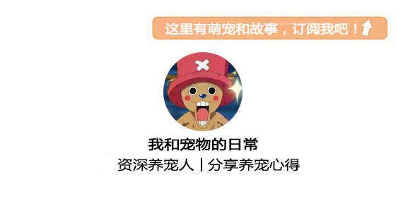 养护狗狗口腔健康，试试这些方式！1
