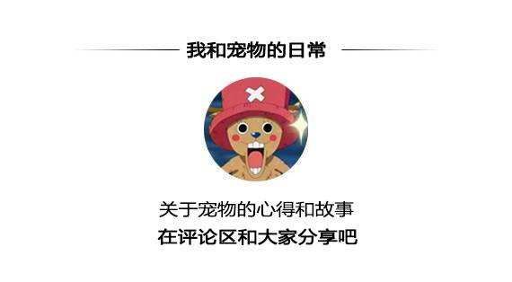 养护狗狗口腔健康，试试这些方式！33