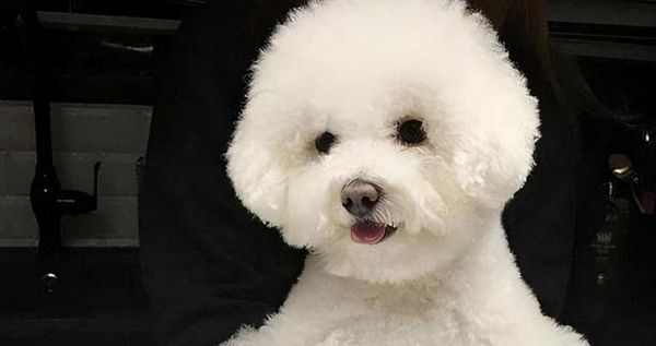比熊犬的健康食谱（宠物饮食怎样才合适？——以比熊犬为例）