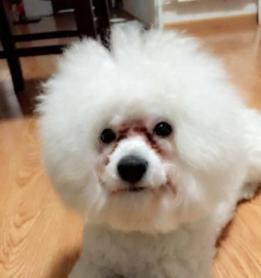 比熊犬的健康食谱（宠物饮食怎样才合适？——以比熊犬为例）