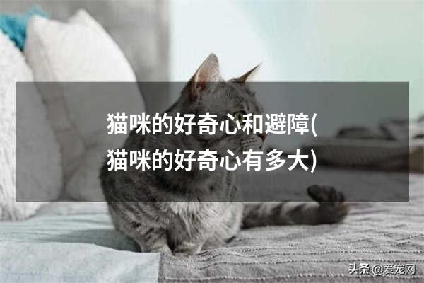 猫咪的好奇心和避障(猫咪的好奇心有多大)