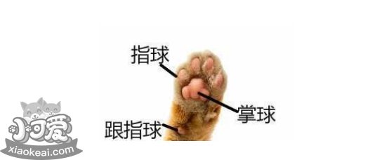 猫咪肉垫不止能卖萌 还有这四个功能！