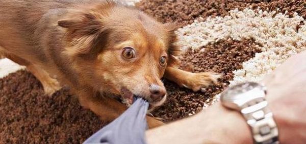 养狗易得狂犬病，如何防范（以宠物为主的健康养护）