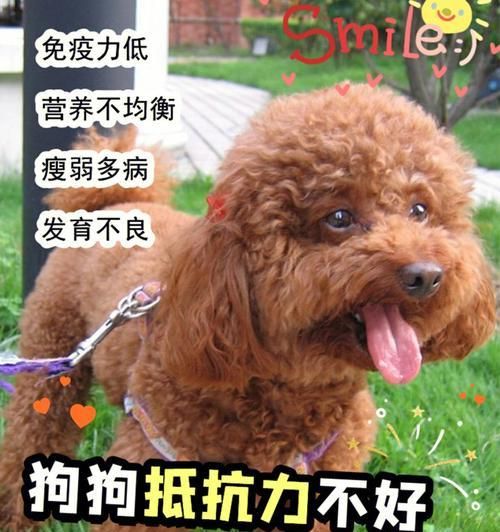老年狗狗的健康喂养（以宠物为主，营养均衡、适口可口的饮食为基础）