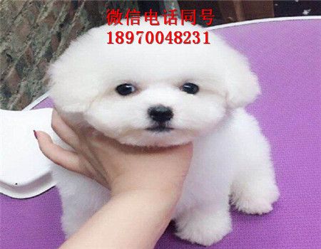 南京哪里有银渐层出售，猫咪，南京门户网