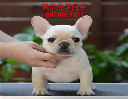 南京哪里有银渐层出售，猫咪，南京门户网