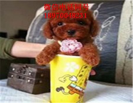 南京哪里有银渐层出售，猫咪，南京门户网