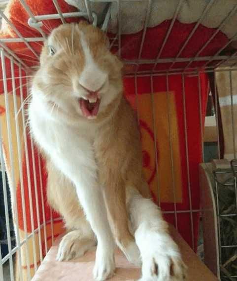 继猫狗比丑大赛之后，兔子比丑大赛也来了！铲屎官又忙着晒照了！