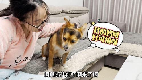 主人假装要吃狗肉，当主人张开嘴巴那一刻，狗狗吓得魂都没了！