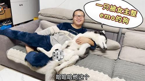 趁男主不在家把狗狗暴打一顿，当男主回到家后，你们都憋住别笑！