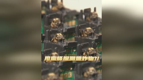 用蜜蜂检测爆炸物？欢迎来到蜜蜂爆炸物检测学院！