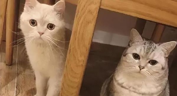 如何科学合理地为宠物猫喂食（猫咪每天喂食量建议表）