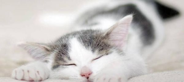 如何科学合理地为宠物猫喂食（猫咪每天喂食量建议表）