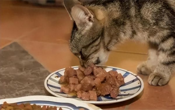 鸡胸肉喂猫的正确做法是煮吗，给猫咪吃鸡胸肉要注意什么