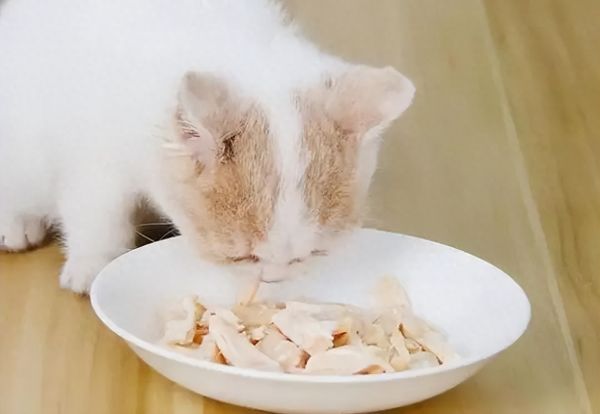 鸡胸肉喂猫的正确做法是煮吗，给猫咪吃鸡胸肉要注意什么