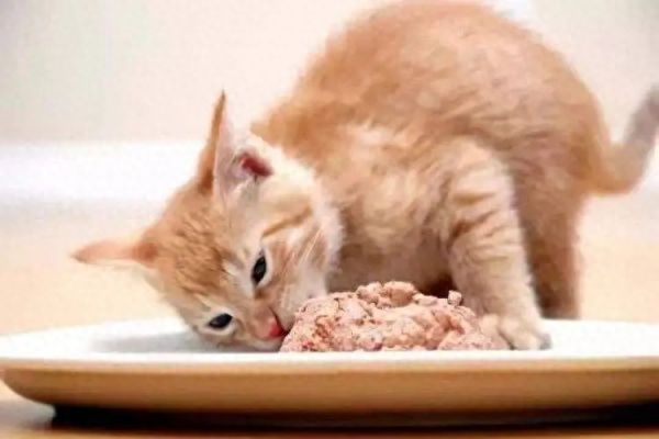 鸡胸肉喂猫的正确做法是煮吗，给猫咪吃鸡胸肉要注意什么