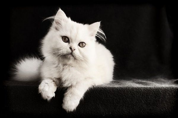 猫吃的鸡胸肉怎么做
