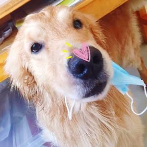 【宠物食谱】胡萝卜鸡胸饼的做法 步骤5