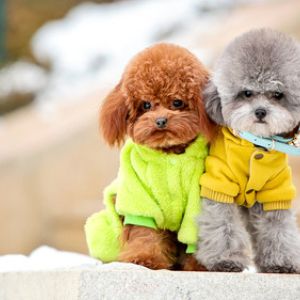 宠物犬美容造型（5-10kg)