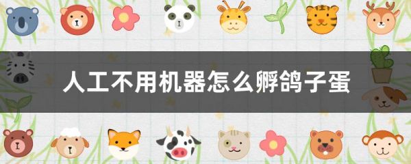 人工不用机器怎么孵鸽子蛋